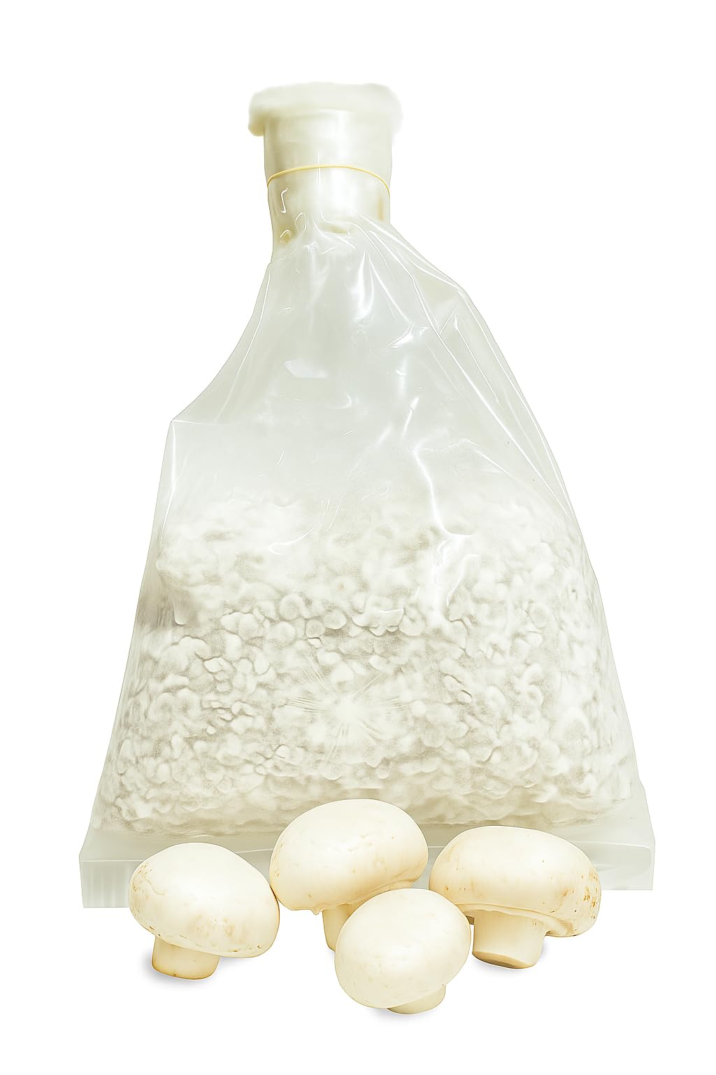 LMNR Itellian White Button Mushroom Spawn Seeds, Lab-Grown